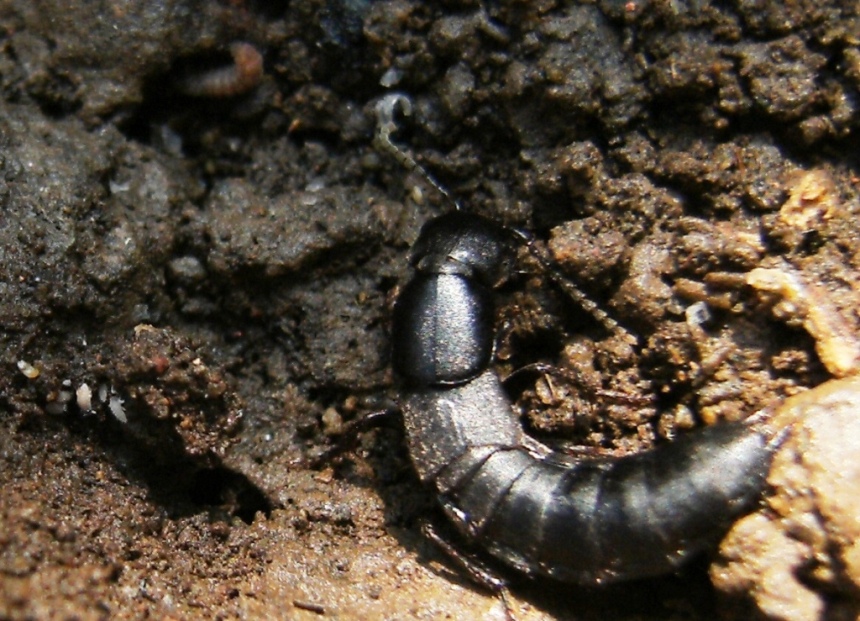 Ocypus in miniatura: Aleocharinae